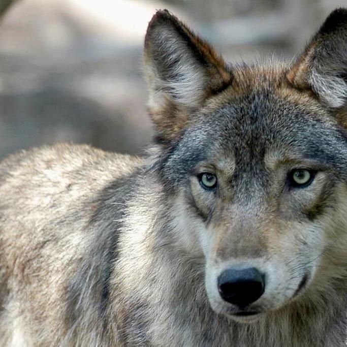 US House votes to remove wolves from endangered list in 48 states